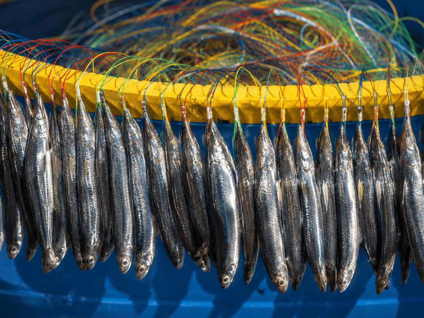Local Corfu fishing experience with traditional maritime knowledge